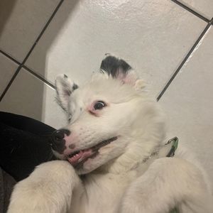 Meet your Posher, Alex